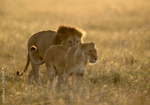 Lion and lioness at Masai Mara  Kenya