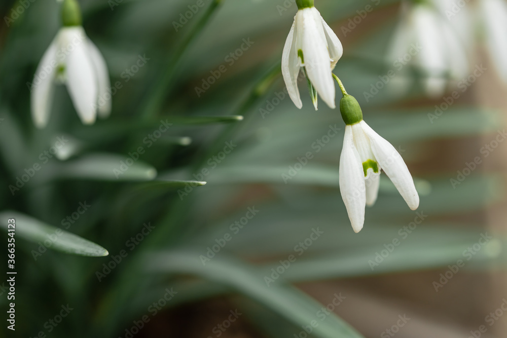 The first spring white flowers on a green background. Macro plant with selective focus. Product Display Concept. ?opy space. Template for postcards, desktop, blank The first spring white flowers on a green background. Macro plant with selective focus. Product Display Concept. ?opy space. Template for postcards, desktop, blank