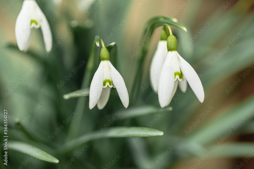 The first spring white flowers on a green background. Macro plant with selective focus. Product Display Concept. ?opy space. Template for postcards, desktop, blank The first spring white flowers on a green background. Macro plant with selective focus. Product Display Concept. ?opy space. Template for postcards, desktop, blank