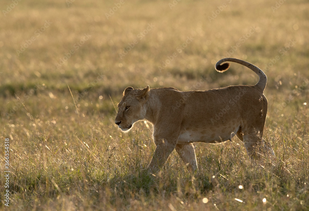 Fototapeta premium Lioness in honeymoon period at Masai Mara, Kenya