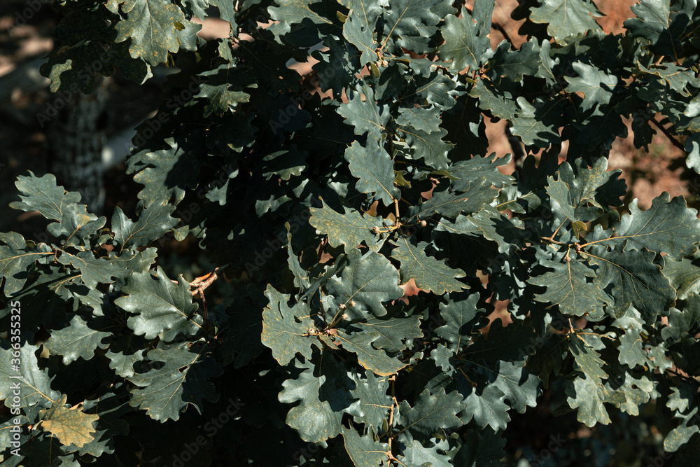 Oak leaves in the forest. View from the top