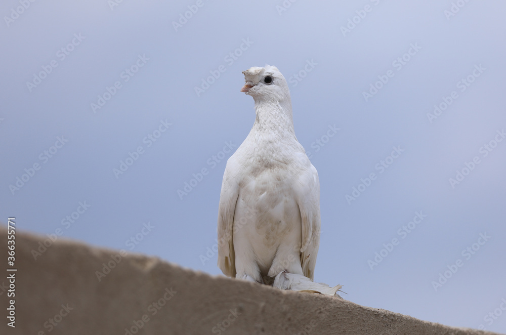 white wedding dove on the roof white wedding dove on the roof