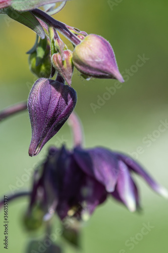 Columbine (aquilegia) flower bud photo