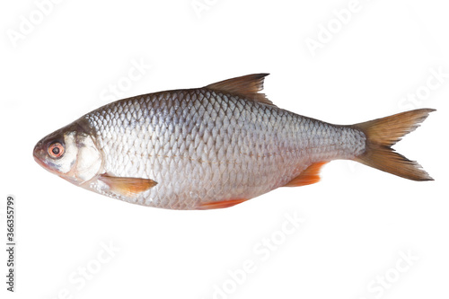 Fresh river fish roach isolated on white background