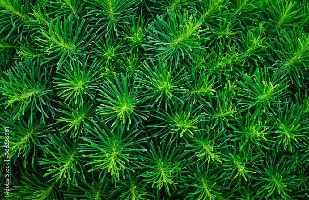 Background of fresh greenery. The texture of the plants. Background of fresh greenery. The texture of the plants.