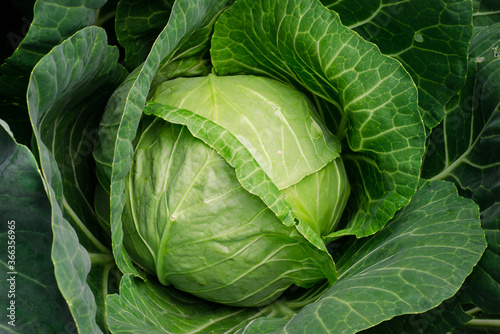 White cabbage close-up. Green leafy vegetables. Vegetarian products. Garden. olericulture.