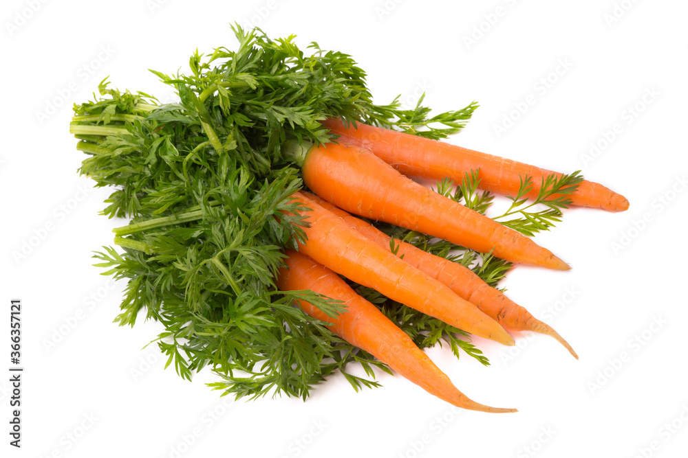 Fresh carrots with a tops isolated on a white background Fresh carrots with a tops isolated on a white background