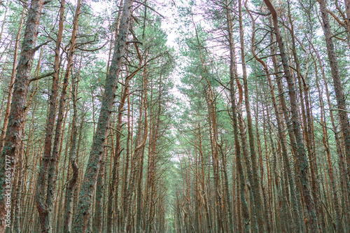 Dancing forest on the Curonian spit