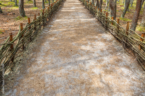 Fence made of wooden rods in the forest