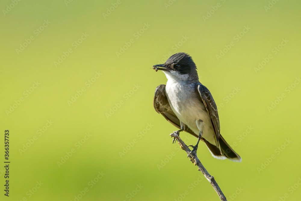 Eastern kingbird perched on a twig. Eastern kingbird perched on a twig.