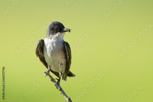 Cute eastern kingbird on a twig.