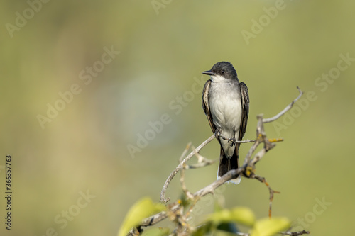 Kingbird perched on a branch.