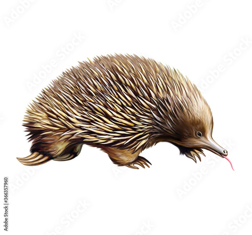 echidna  spiny anteaters   Tachyglossidae 