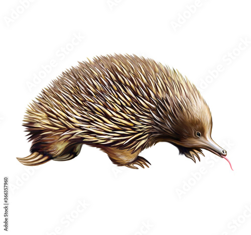 echidna, spiny anteaters, (Tachyglossidae)
