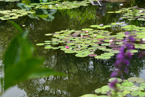 水の庭の睡蓮