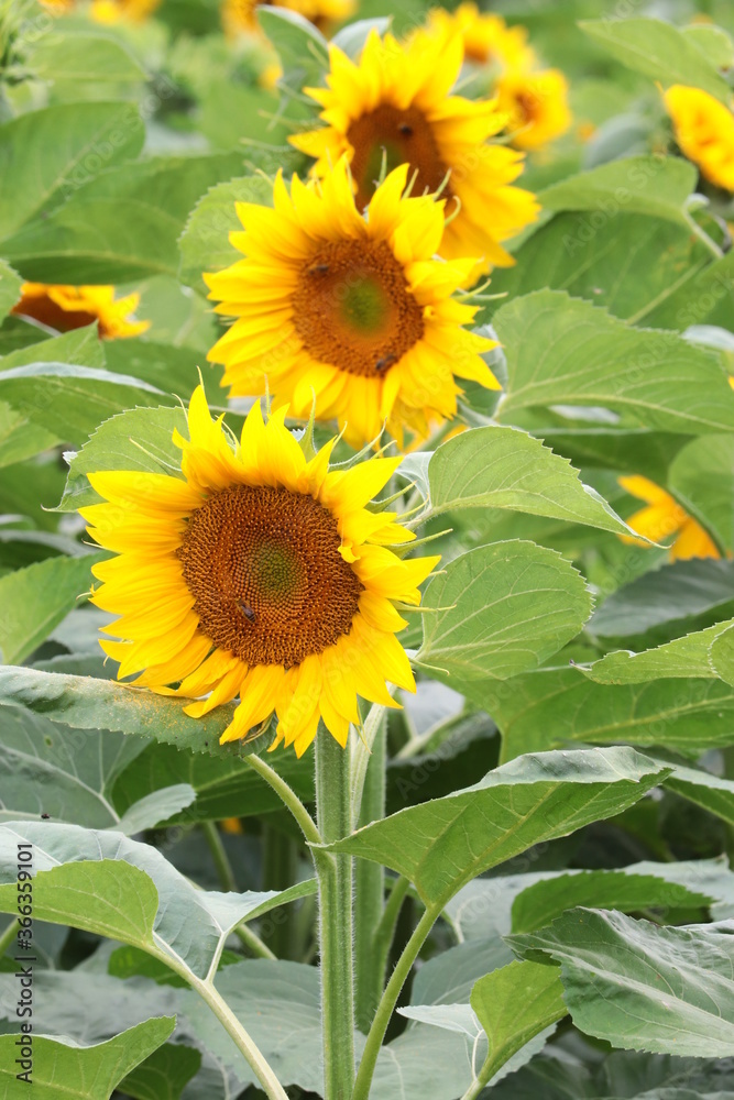 Fototapeta premium trio słonecznikowe każdy podobny do siebie