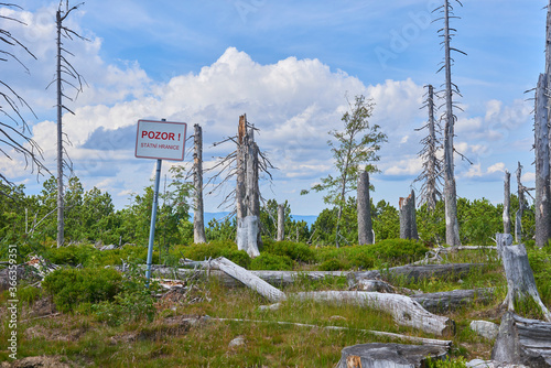 Dead forest on Dreisesselberg mountain. Border of Germany and Czech Republic. Natural forest regeneration without human intervention in national park Sumava (Bohemian Forest)
 photo