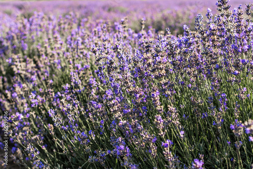 Lavender Field in the summer. Nature Cosmetics and Aromatherapy. 