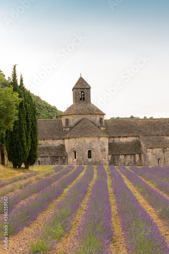 The Notre-Dame de Sénanque abbey, with lavender field, in Provence 