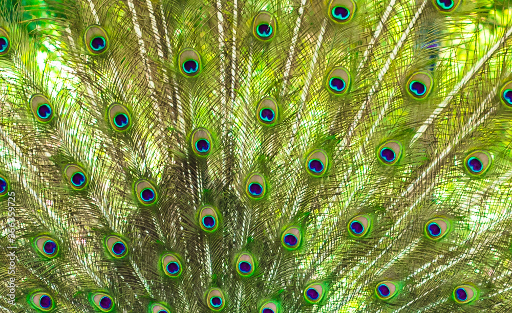 Obraz premium A peacock's tail. Bright multicolored peacock feathers.