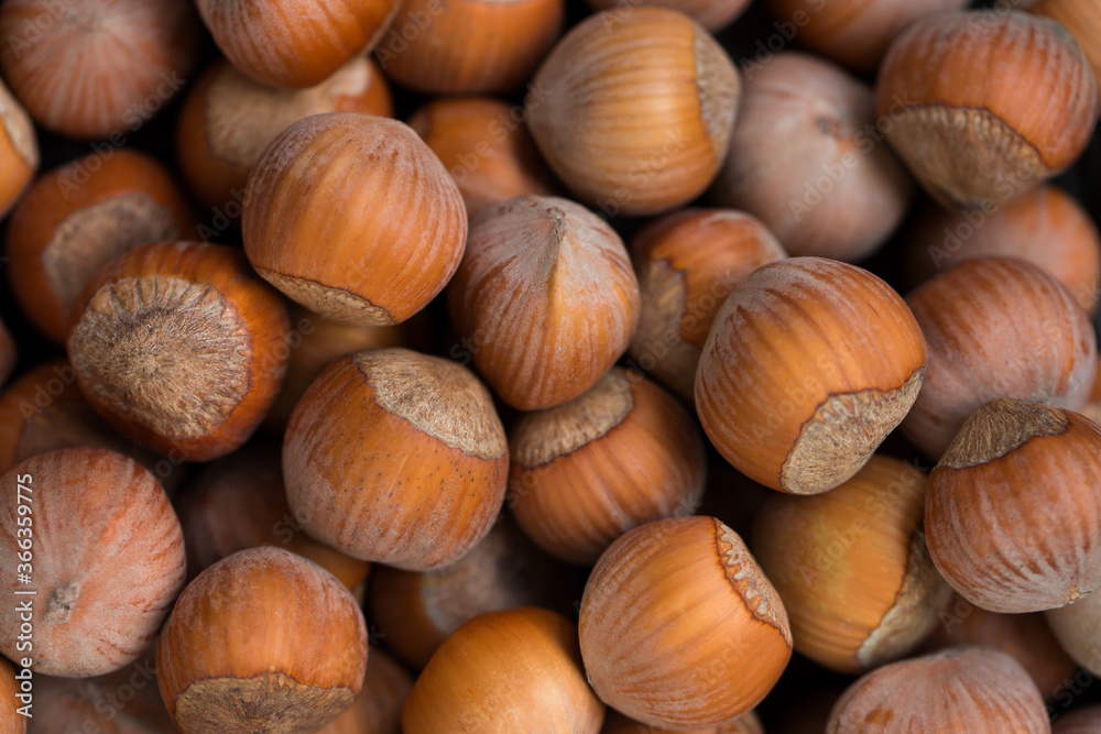 Many hazelnuts as background texture close-up Many hazelnuts as background texture close-up