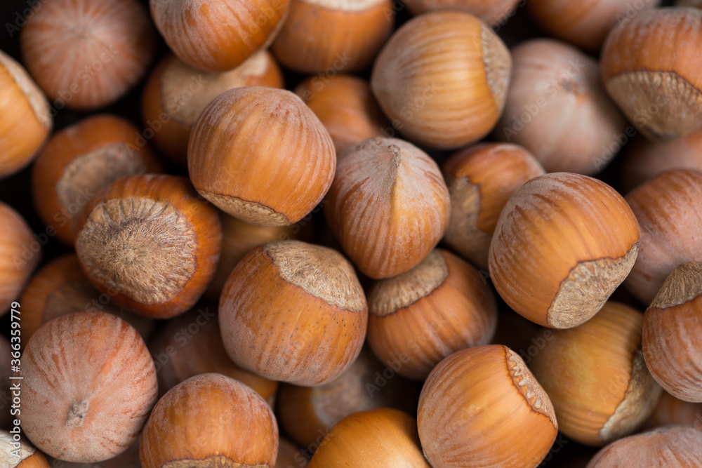 Many hazelnuts as background texture close-up Many hazelnuts as background texture close-up