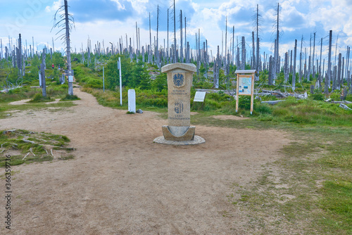 Dead forest on Dreisesselberg mountain. Border of Germany and Czech Republic. Natural forest regeneration without human intervention in national park Sumava (Bohemian Forest)
 photo