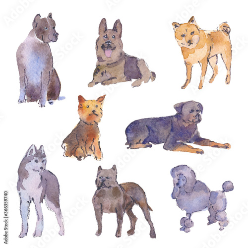 Fototapeta Naklejka Na Ścianę i Meble -  Hand drawn watercolor illustration of different breeds of dogs. Sketch. Isolated on white