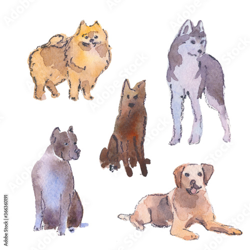 Hand drawn watercolor illustration of different breeds of dogs. Sketch. Isolated on white