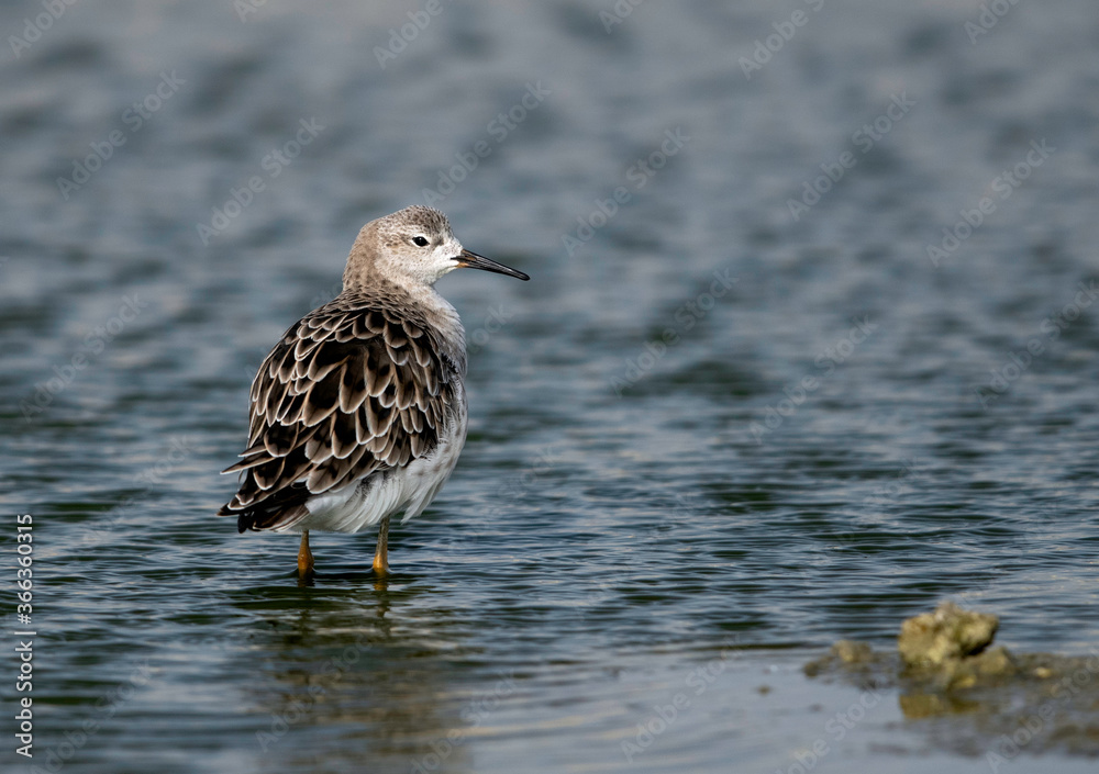 Ruff at Hamala, Bahrain