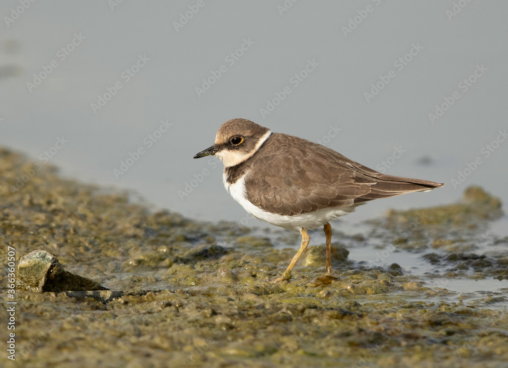 Little ringed plover at Hamala, Bahrain Little ringed plover at Hamala, Bahrain