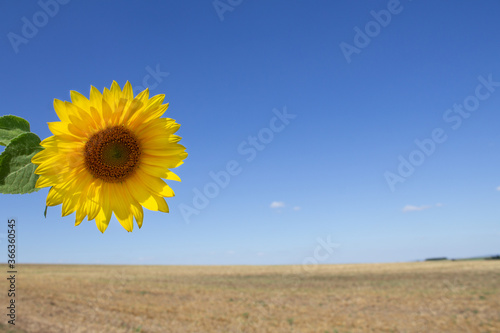 Sunflower sun on blue sky