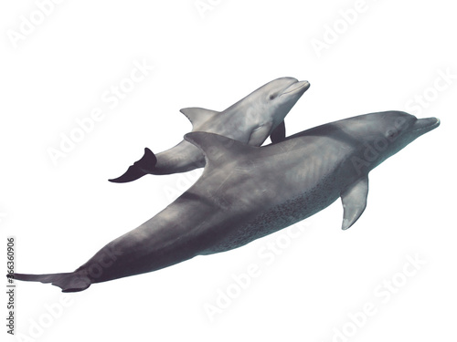Slika na platnu Two (parent and baby) wild bottlenose dolphins isolated on white background