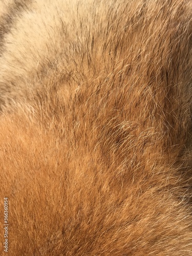 Red fluffy animal fur close-up. Natural background. High quality photo