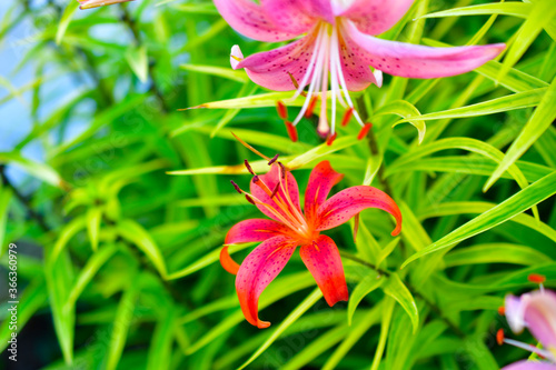 Yellow and pink Lily flowers in the garden in summer
