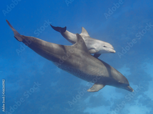 Pair (parent and child) wild bottlenose dolphins swimming in the deep blue sea n Fototapeta