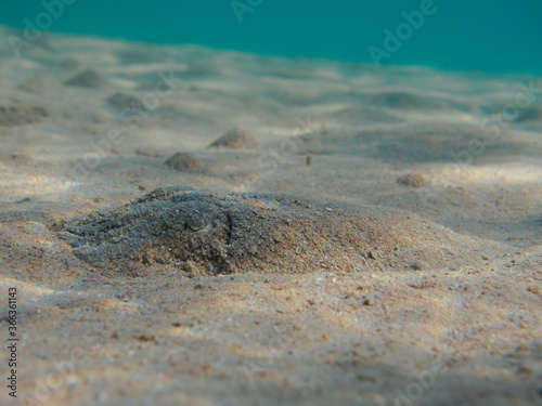 Pharaoh cuttlefish (Sepia pharaonis) hidden at sandy sea bottom underwater, selective focus on cuttle photo