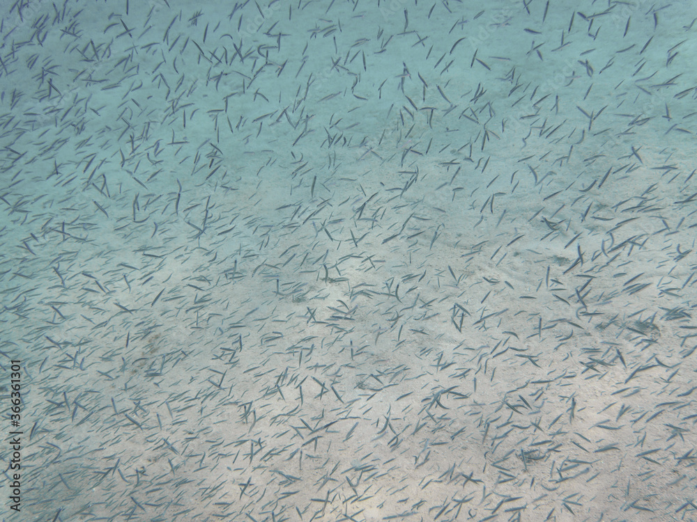 Sea fish school over sandy bottom underwater background Sea fish school over sandy bottom underwater background
