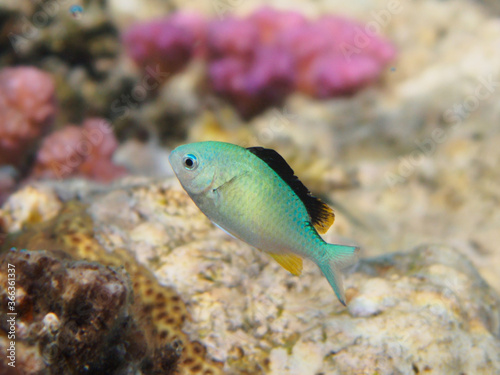 Blue-green chromis (Chromis viridis) tropical fish at the colorful coral reef underwater