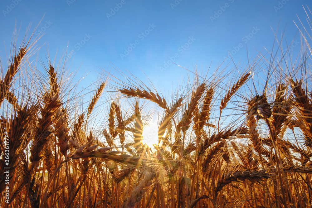 golden ripe wheat ears in evening on the field at sun and blue sky background. selective focus. Agriculture, agronomy, industry concept, copy space golden ripe wheat ears in evening on the field at sun and blue sky background. selective focus. Agriculture, agronomy, industry concept, copy space