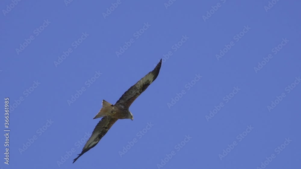 Beautiful red kite wild hunter in flight looking for prey from the air,tracking shot Beautiful red kite wild hunter in flight looking for prey from the air,tracking shot
