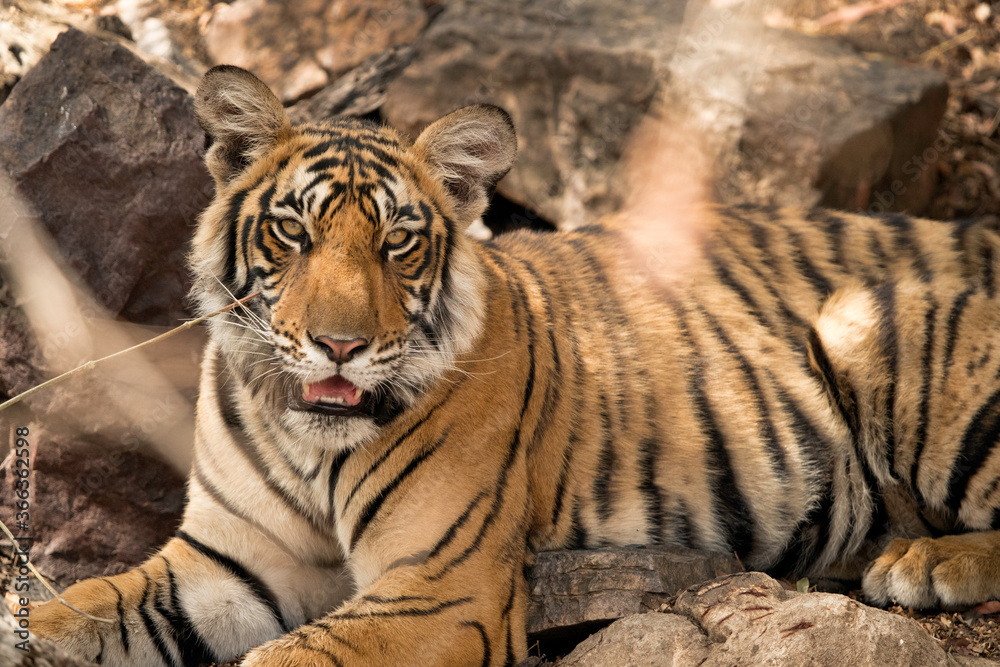 Fototapeta premium Krishna cub at Ranthambore National Park