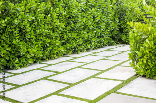 Clusias plant pathway and modern concrete grass outdoor area