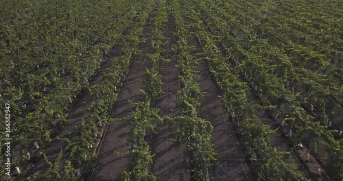 Aerial Following Field of grapevines and Wine production in California Farmland showing Crops