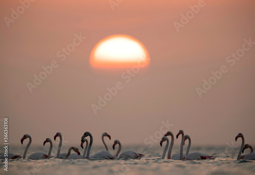 Greater Flamingos and the morning sun  Asker coast  Bahrain
