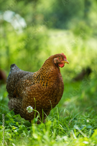 Bielefelder hen in nature background