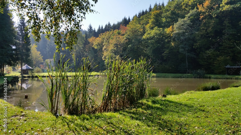 Schilf am See Schilf am See