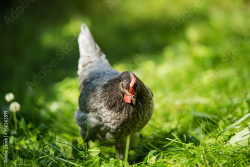 Hen in a green summer meadow