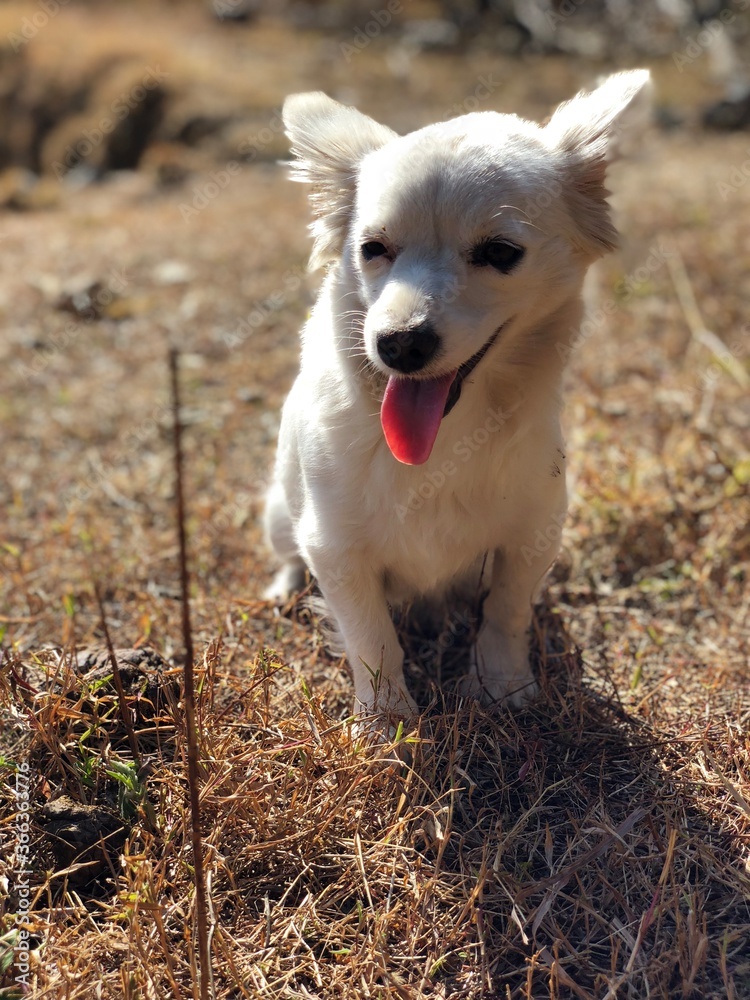 Village White Dog: Uttarakhand, a state in northern India crossed by the Himalayas  