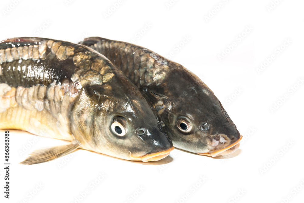 Fresh fish from the lake Fresh fish from the lake